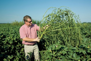 Herbicide-resistant superweeds choke US farms